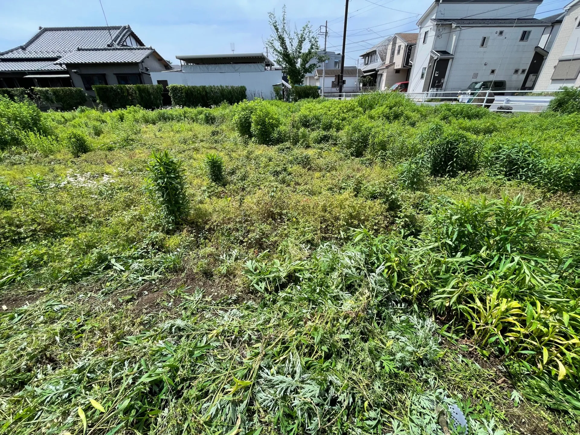 大きい土地の草刈り依頼です